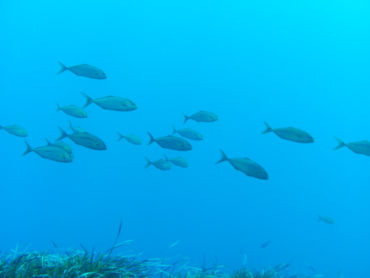 Latchi beach undersea life