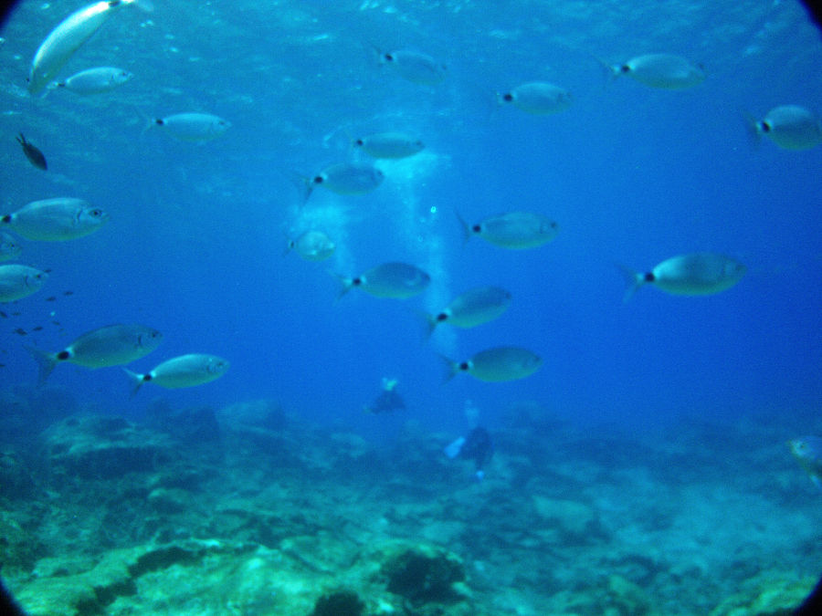 Aphrodite Rock undersea